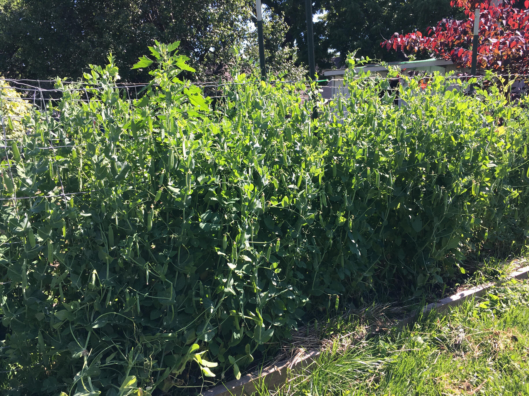 Florida weave for tomatoes