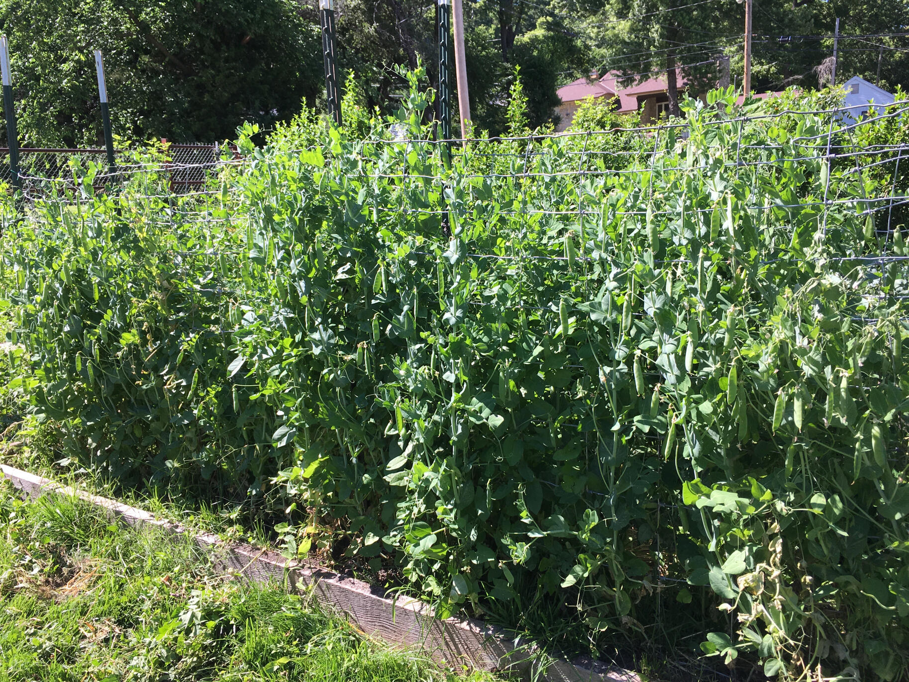 Florida weave for tomatoes