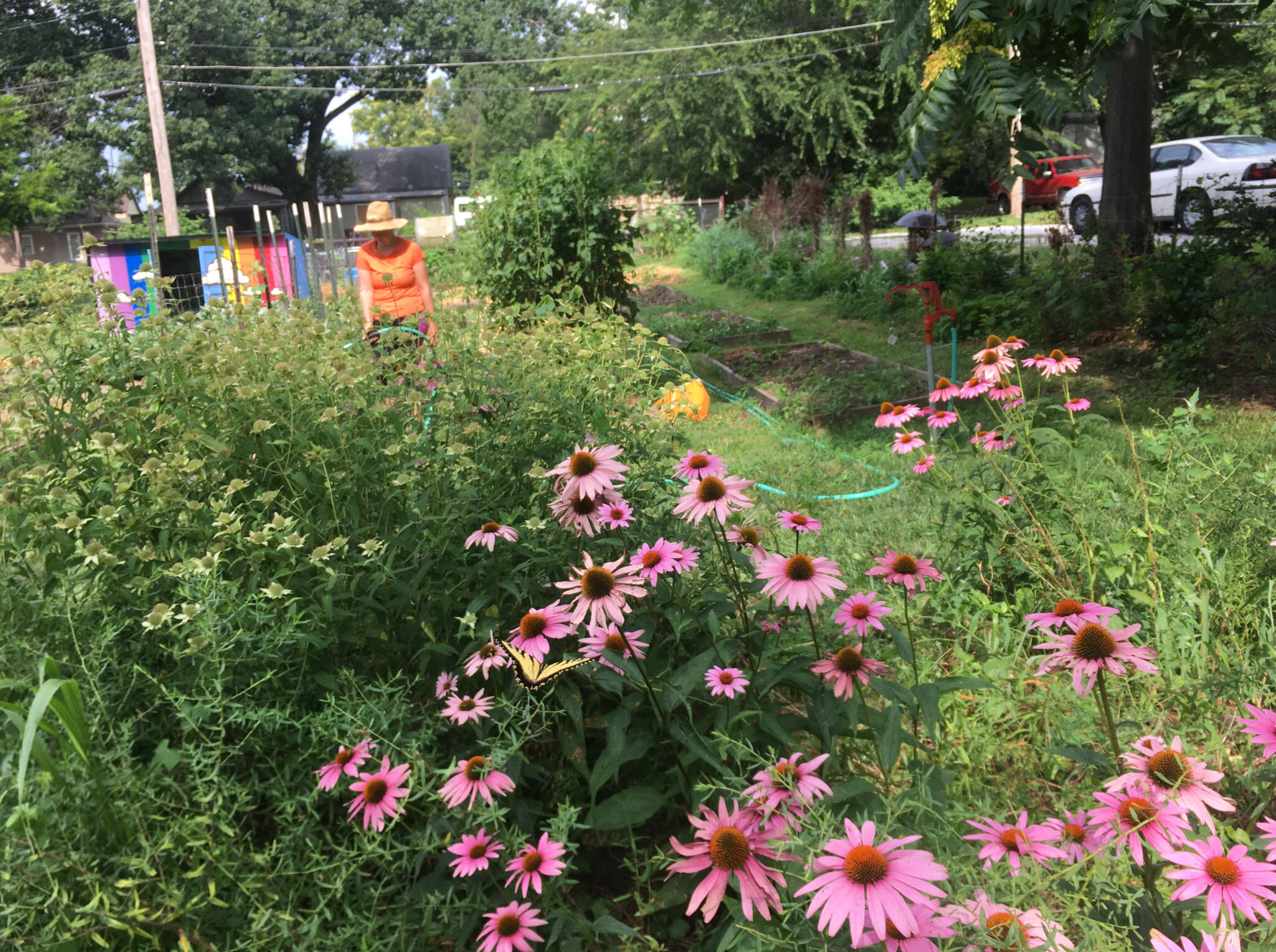 Pollinator bed Pollinator bed